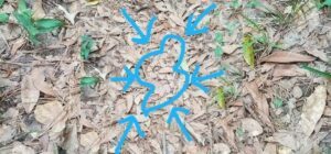 Teste de visão: você consegue encontrar a cobra nessa foto? Teste de visão: você consegue encontrar a cobra nessa foto?